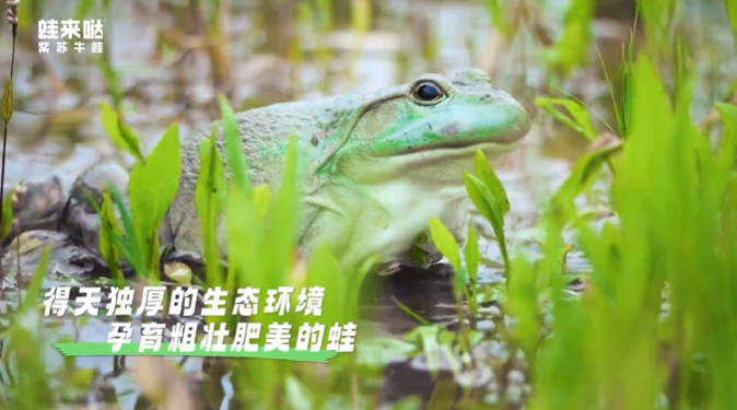 蛙来哒
